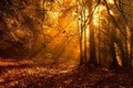 Forest Journey MP3 Download